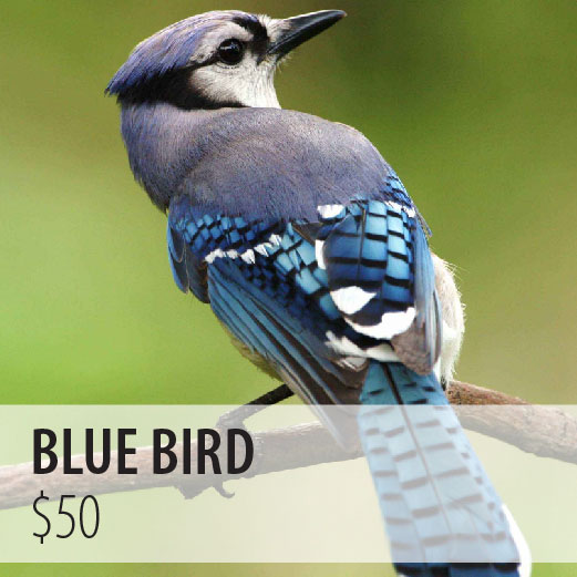 Blue Bird $50