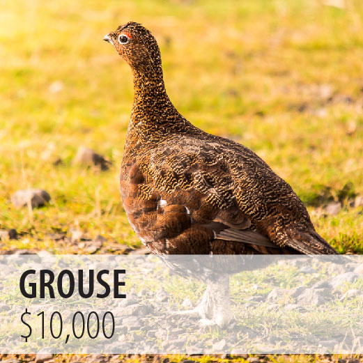 *Grouse $10,000