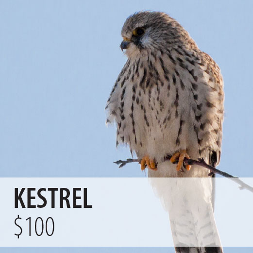 Kestrel $100