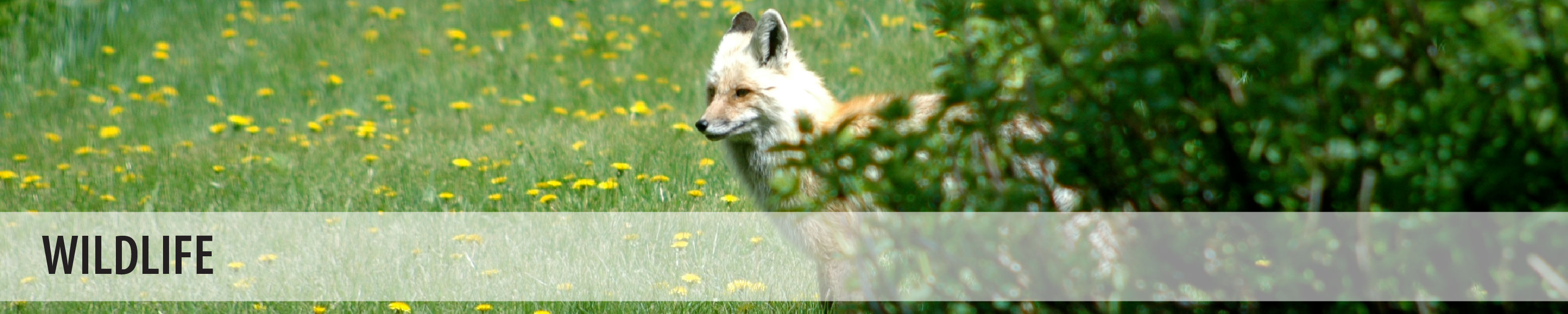 Wildlife