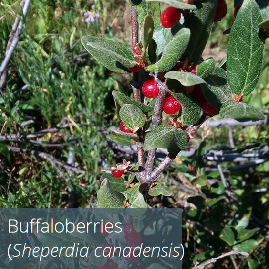 Buffaloberries