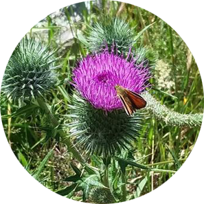 Bull Thistle