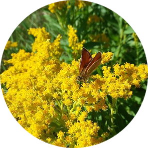 Goldenrod