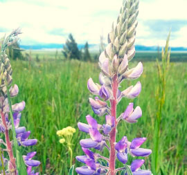 Lupine (Lupinus spp)