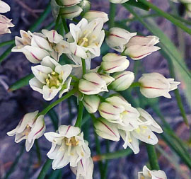 Wild Onion (Allium spp)