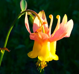 Yellow Columbine (Aquilegia flavescens)