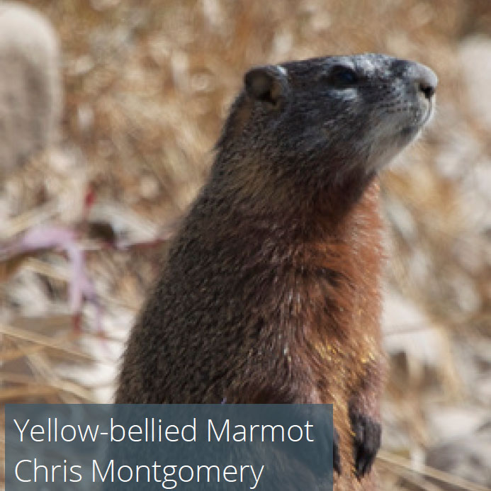 Yellow-bellied Marmot
