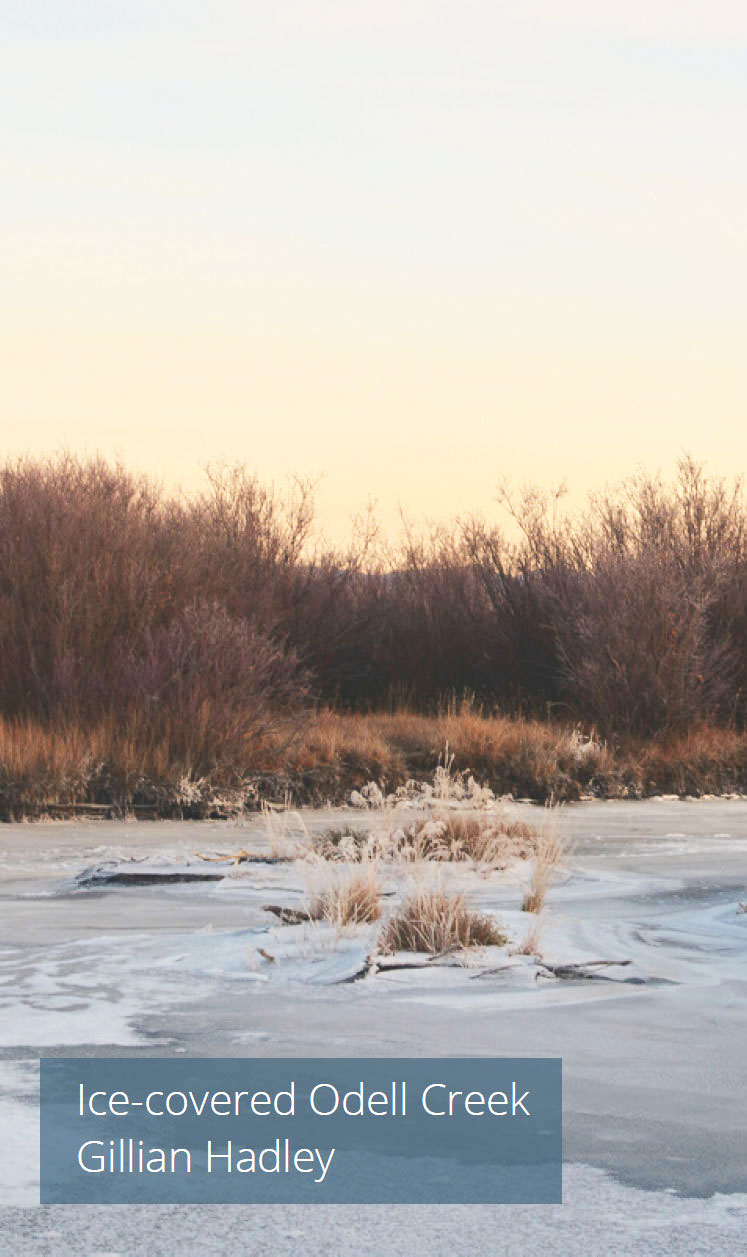 Ice-covered Odell Creek