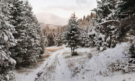 November 2020 Newsletter