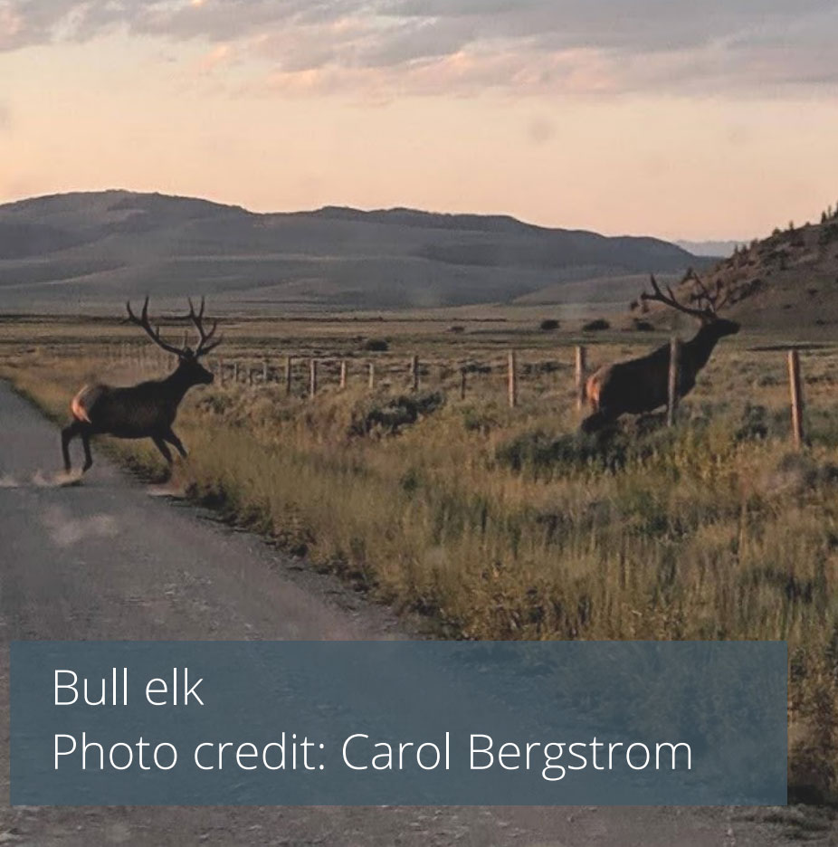 Bull elk - Photo credit: Carol Bergstrom