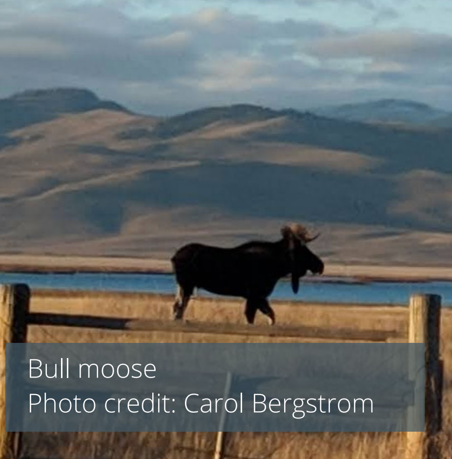 Bull moose - Photo Credit: Carol Bergstrom
