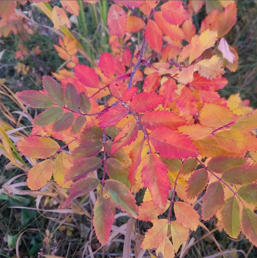 Fall leaves change color
