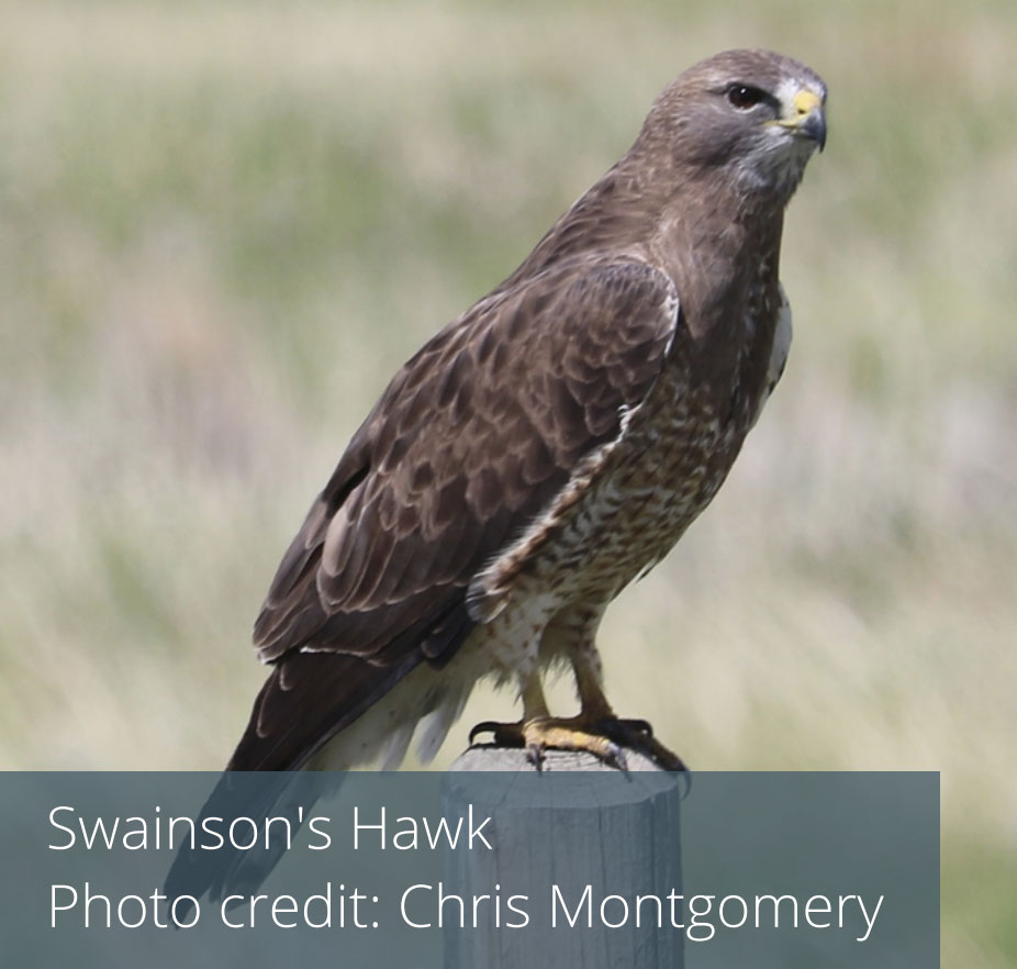 Swainson's Hawk - Photo credit: Chris Montgomery