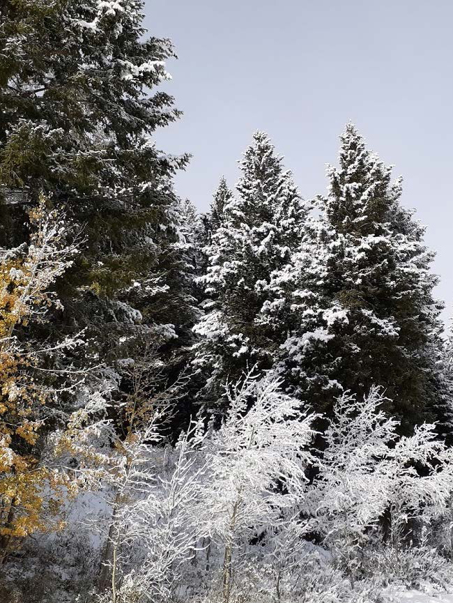 Snowy Trees