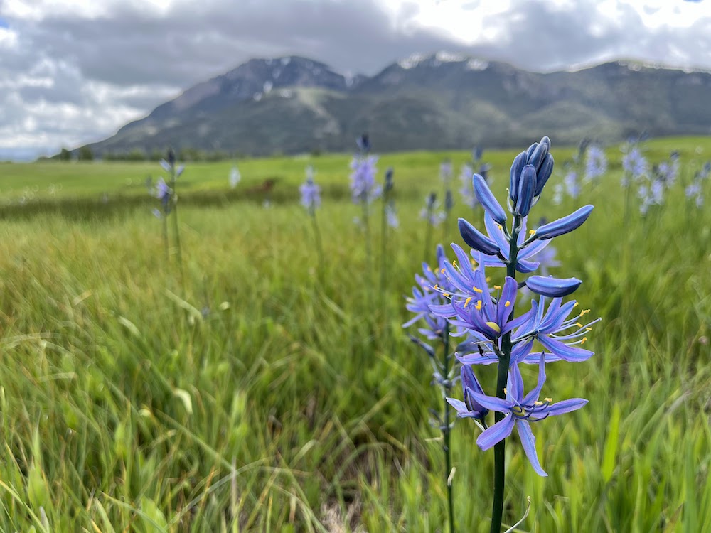 Purple wildflower in a green apline meadow