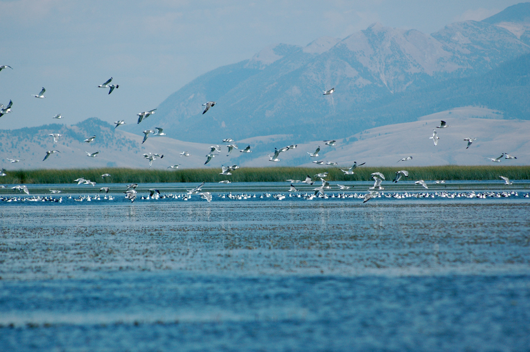 centennial valley lake